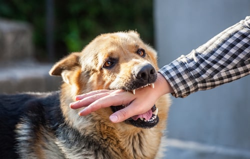 Dallas County dog bite injury lawyer